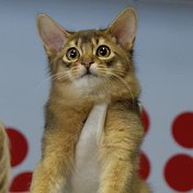 КЛК КотАмур