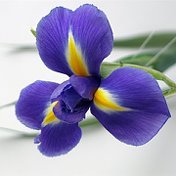 Iris Iris