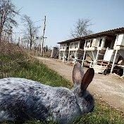 Кролики Молдова Бельцы