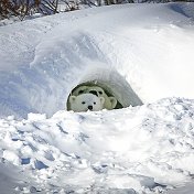 Салим Ниязов