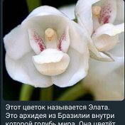 Татьяна Егорова