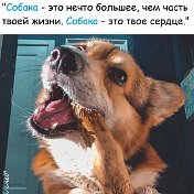 Одежда для собак