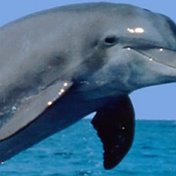 Helg Delfin