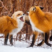 Funzy Fox