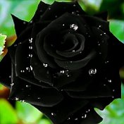 Чёрная Роза  Эмблема Печали 