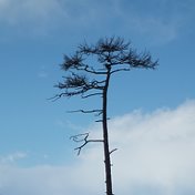 Владимир Абзаев