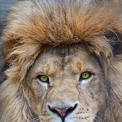 Lion H