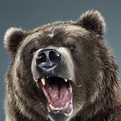 Медведь Российский