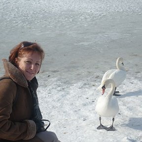 Фотография "Лебеди на снегу! Февраль 2010"