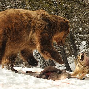 Фотография "Волк - единственный из зверей, который может пойти в бой на более сильного противника. Если же он проиграл бой, то до последнего вздоха смотрит в глаза противника, после чего умирает."