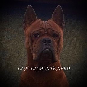 Фотография от Питомник DON-DIAMANTE NERO🐾