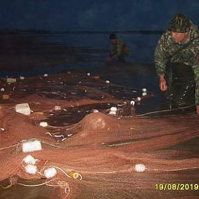 Фотография "Рыбалка на реке Вилюй, ловим тугунка  неводом, вкуснейшая рыбка....."