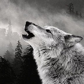 Фотография от Одинокий Волк