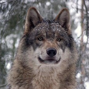 Фотография от константин максимов