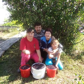 Фотография "сколько ягод собрали с этого дерева."