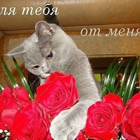 Фотография "Посмотрите, какая замечательная открытка! http://odnoklassniki.ru/app/card?card_id=-2537946"