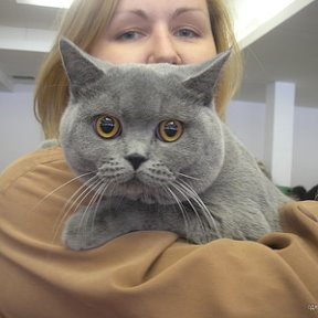 Фотография "Это Я на выставке кошек с ФУСЬКОМ"