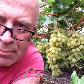 Фотография "Сэлфи, очень вкусный виноград в моем саду🍇"