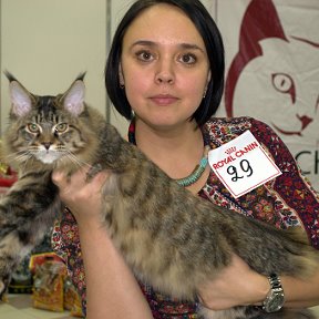 Фотография "Я и Лари (ApolloPride Hillary 6 мес.) Чебоксары 2-3 ноября 2013г. Best Kitten mono-show, 7 place WCF-ring young."