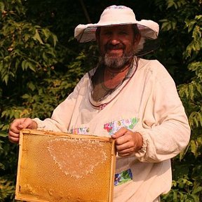 Фотография "В сотрудничестве с пчелами"