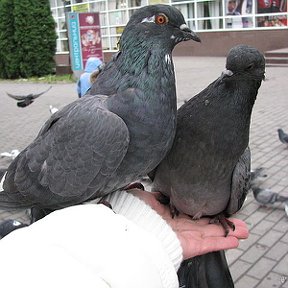 Фотография от Василий Теркин