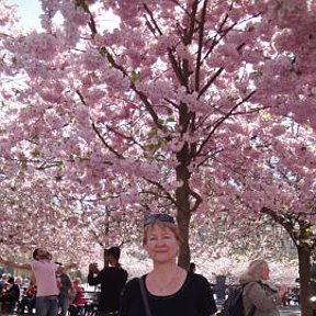 Фотография "Стокгольм. Сакура цветет!  Чудесно!!! 02.05.12"