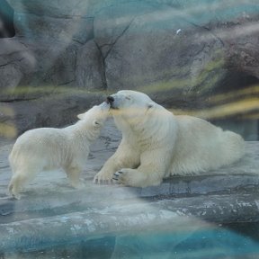 Фотография "мишкины нежности..... Московский ZOO"