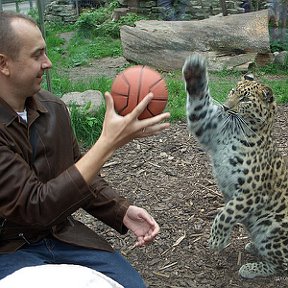 Фотография "Баскетбол с Леопардом для острых ощущений"