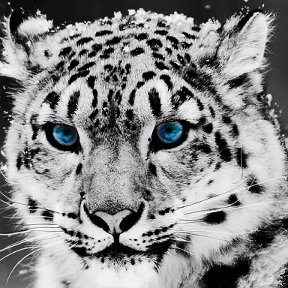 Фотография от Leopard Snow