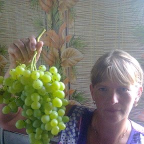 Фотография "ну и каков нами выращенный виноград?"