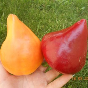 Фотография от Лучший урожай (Семена томата и перца)