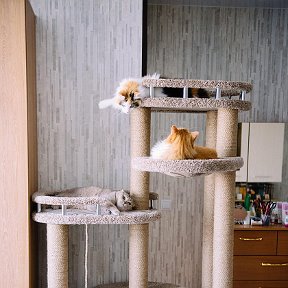 Фотография от ((Кошкин)) (Дом)мебель для животных