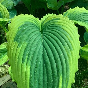 Фотография "Hosta Bridall Falls"