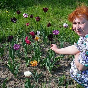 Фотография "я и мои сногсшибательные тюльпаны!"