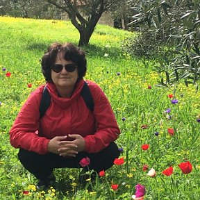 Фотография "Кармиэль, Израиль. Весенний парк с цветущими анемонами"
