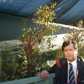 Фотография "Фото сделано в г.Сиднее в 2008 году. На фоне-коала."