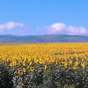 Фотография от Камарья Мухамеджанова(Кудаспаева