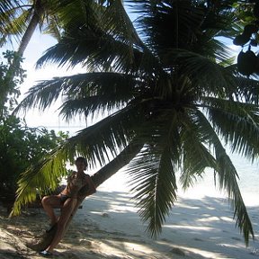 Фотография "пальмы солнце океан"