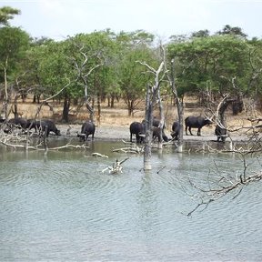 Фотография "Замбия, буйволы"
