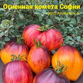 Огненная комета софии томат описание сорта фото