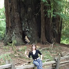 Фотография "Redwood forest, california"