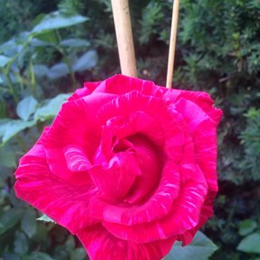 Фотография "Новый сорт розы"