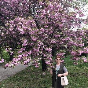 Фотография "14 апреля. Цветение Сакуры. Симферополь. Воронцовский парк."