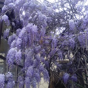 Фотография от Светлана Сергеева (воронова)