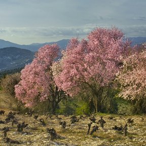 Фотография "Весна"