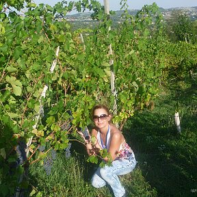 Фотография "Итальянские виноградники"