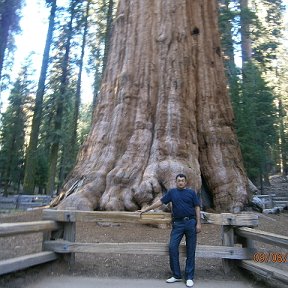 Фотография "Возле секвойи в Калифорнии (самого большого сорта деревьев в мире)"