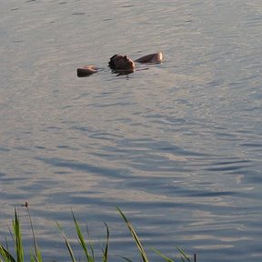 Фотография "кайф (хотя весна-вода холодная, я гол но нетрезв)"