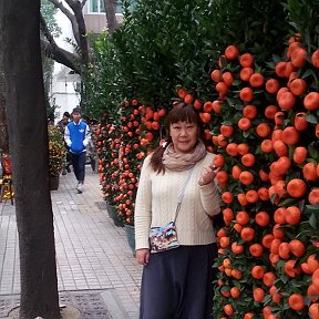 Фотография "Китайский новый год..мандариновые деревья повсюду..целые улицы  благоухающих новогодних деревьев..."