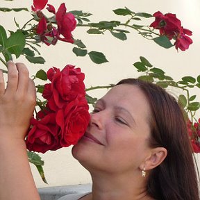 Фотография "Розы в Берхинге"